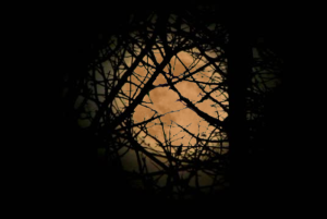 full_moon_behind_trees